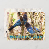 ステラーズジェイ ポストカード (正面/裏面)