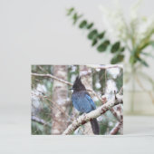 ステラーズジェイ ポストカード (スタンド正面)