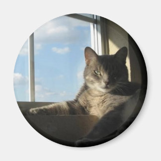 ステラ窓磁石 マグネット