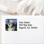 ステラ・ザ・イングリッシュ・シープ・ドッグ ラベル (インサイチュ)