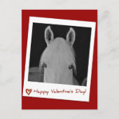 ステラ ポストカード (正面)