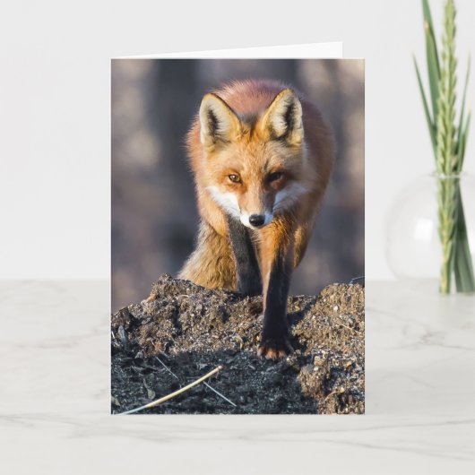 ステルシーキツネ カード (正面)