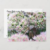 ステルシー・マンティスのはがき ポストカード (正面/裏面)