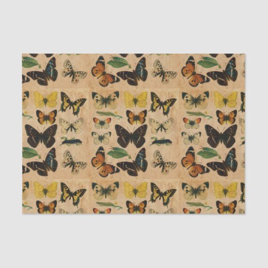 ステンドバタフライヴィンテージコレクションの分離 薄葉紙 (正面)