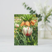 ステーシーのフローラデザイン ポストカード (スタンド正面)