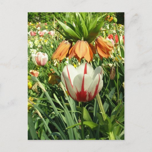 ステーシーのフローラデザイン ポストカード (正面)