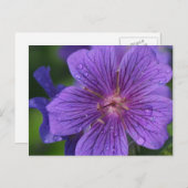 ステーシーのフローラデザイン ポストカード (正面/裏面)