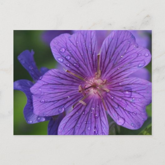 ステーシーのフローラデザイン ポストカード (正面)