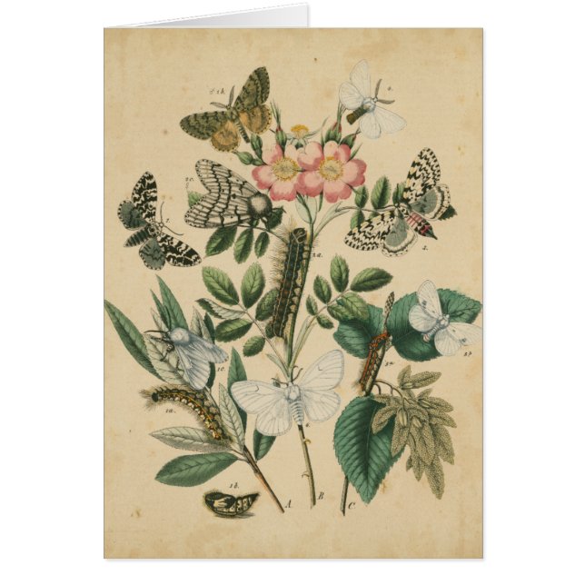 ステージズオブバタフライライフバイビジョンスタジオ (正面)