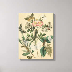 ステージズオブバタフライライフバイビジョンスタジオ キャンバスプリント