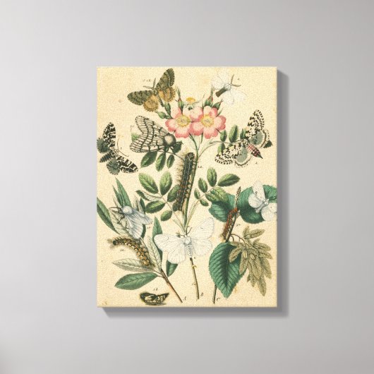 ステージズオブバタフライライフバイビジョンスタジオ キャンバスプリント (正面)