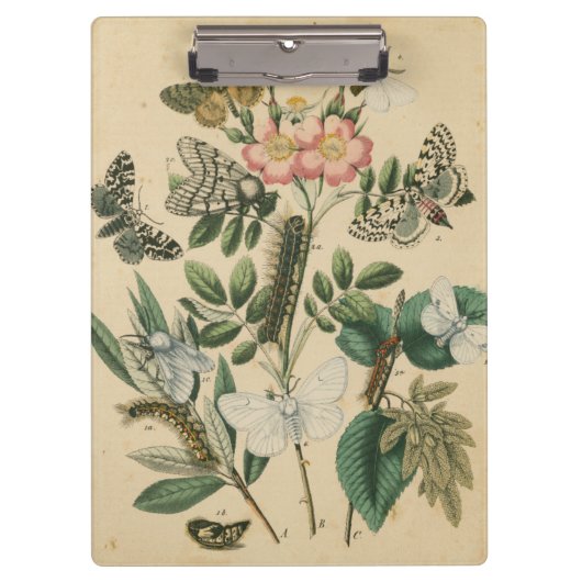 ステージズオブバタフライライフバイビジョンスタジオ クリップボード (正面)