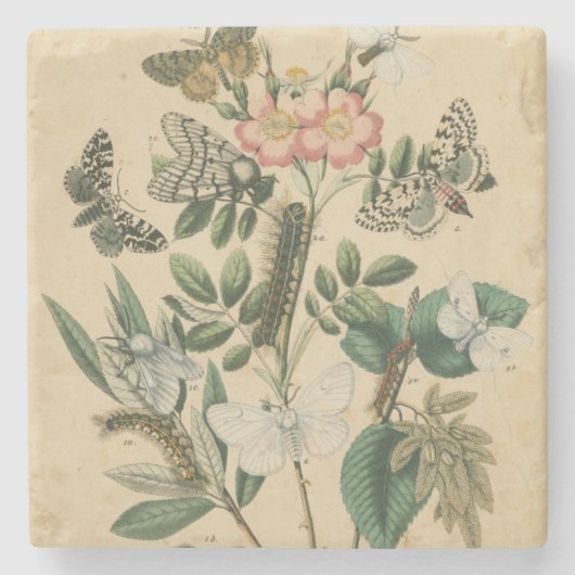 ステージズオブバタフライライフバイビジョンスタジオ ストーンコースター (正面)