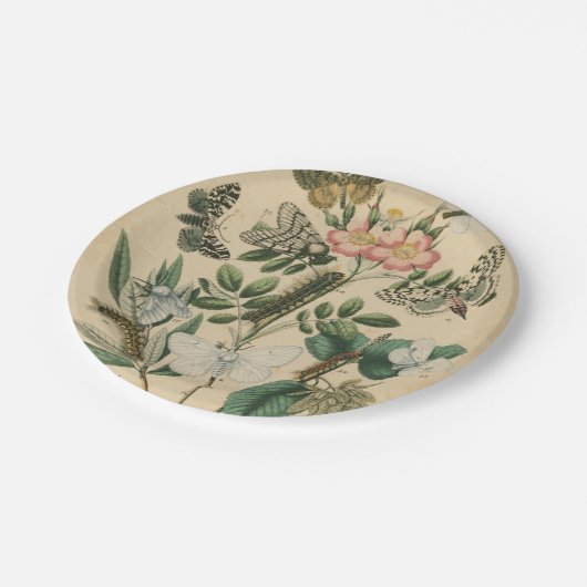 ステージズオブバタフライライフバイビジョンスタジオ ペーパープレート (アングル)