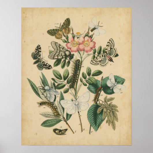 ステージズオブバタフライライフバイビジョンスタジオ ポスター (正面)