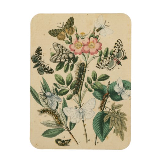 ステージズオブバタフライライフバイビジョンスタジオ マグネット (縦)