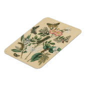 ステージズオブバタフライライフバイビジョンスタジオ マグネット (左側)