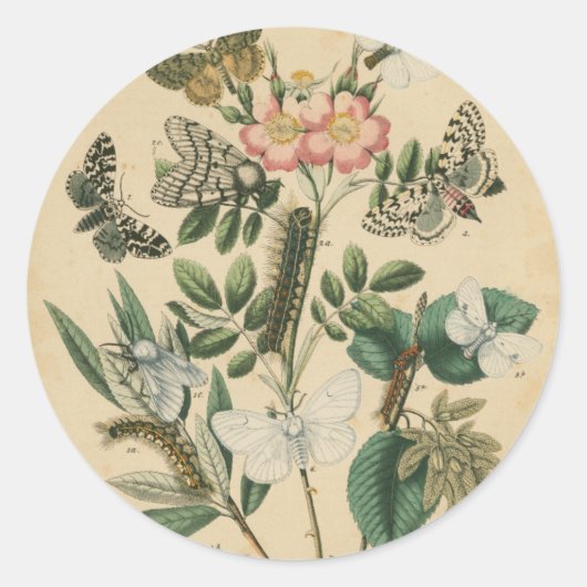 ステージズオブバタフライライフバイビジョンスタジオ ラウンドシール (正面)