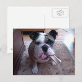 ストギー ポストカード (正面/裏面)