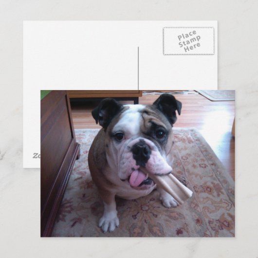 ストギー ポストカード (正面/裏面)