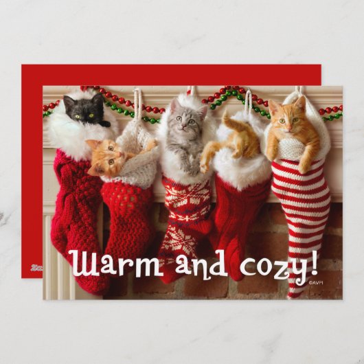 ストッキングのカスタムな写真|のクリスマスの子ネコ シーズンカード (正面/裏面)