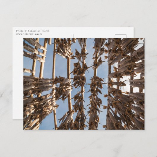 ストックフィッシュロフォテン諸島ノルウェー ポストカード (正面/裏面)