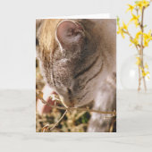 ストップ花の匂い カード (黄色い花)