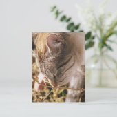 ストップ花の匂い ポストカード (スタンド正面)