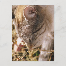 ストップ花の匂い ポストカード