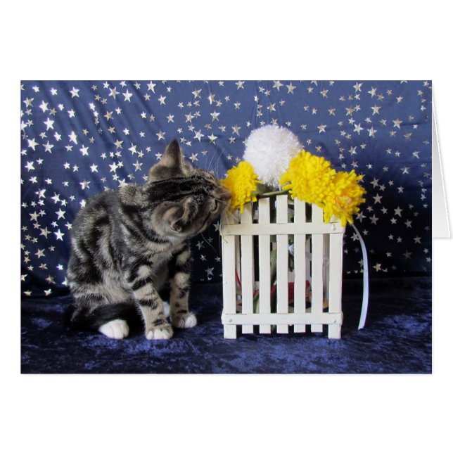 ストップ、かいで下さい花(Lilo)を (正面横)