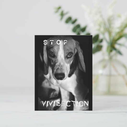 ストップVivisection – はがき (スタンド正面)