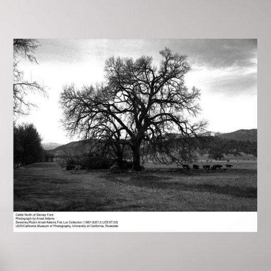 ストニーフォードの北の牛Ansel Adams ポスター (正面)