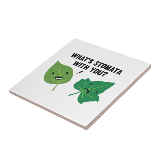 ストマタは何だ？ タイル (側面)