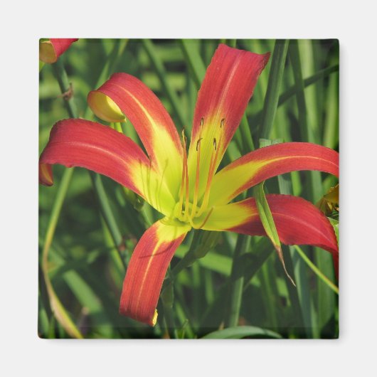 ストライカー マグネット (正面)