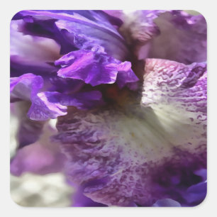 ストライキング·パープル、バイオレット、モーブ·アイリス·抽象芸術 スクエアシール