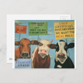 ストライキ中の牛 ポストカード (正面/裏面)