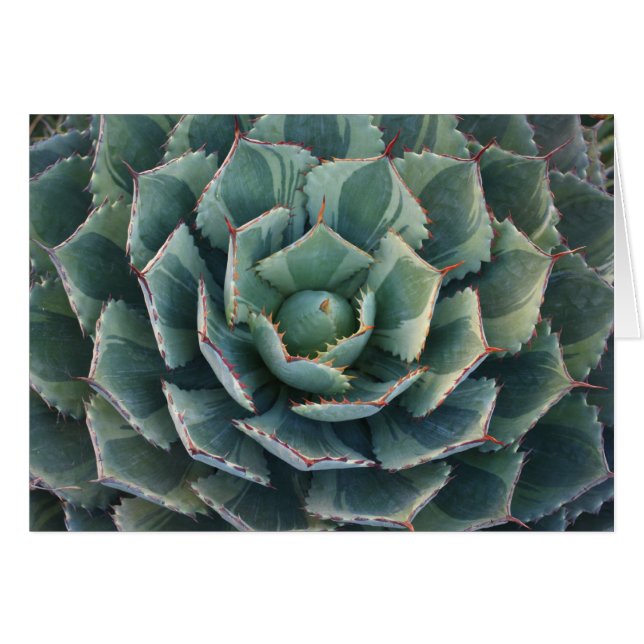 ストライプのなリュウゼツランカード (正面横)