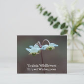 ストライプのなWintergreenヴァージニアの野生の花の郵便はがき ポストカード (スタンド正面)