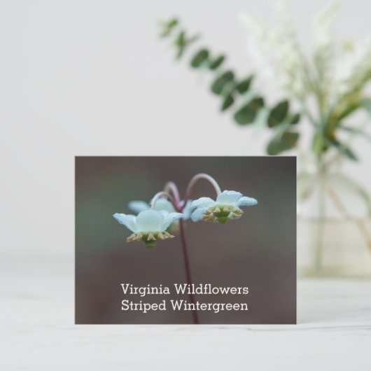 ストライプのなWintergreenヴァージニアの野生の花の郵便はがき ポストカード (スタンド正面)