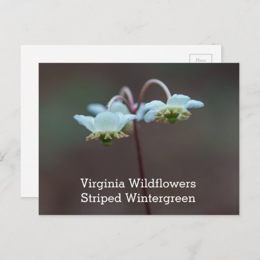 ストライプのなWintergreenヴァージニアの野生の花の郵便はがき ポストカード (正面/裏面)