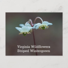 ストライプのなWintergreenヴァージニアの野生の花の郵便はがき ポストカード