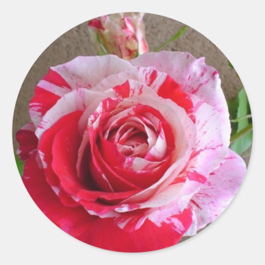 ストライプのバラシール ラウンドシール (正面)