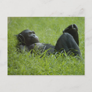 ストレスレリーフ、 浮き彫り ポストカード