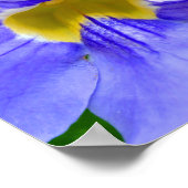 ストレプトカルプスのスペイシーブルーの花 ポスター (角)