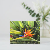 ストレリチアレジネエ ポストカード (スタンド正面)