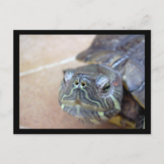 ストレルカクローズアップ ポストカード