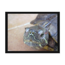 ストレルカクローズアップ