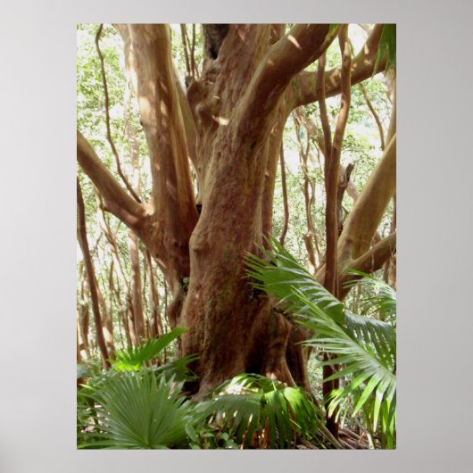 ストロベリーグアバツリーアンドパームズ ポスター (正面)