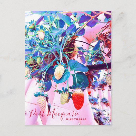 ストロベリーファームポートマコーリーオーストラリア ポストカード (正面)
