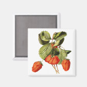 ストロベリーフルーツヴィンテージ植物イラストレーション マグネット (正面/裏面)
